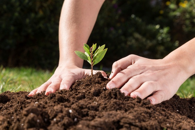 Image shows planting a tree