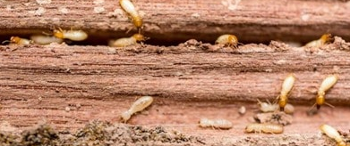 Image showing termites on wood